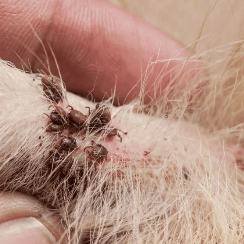 Flea and Tick Treatments